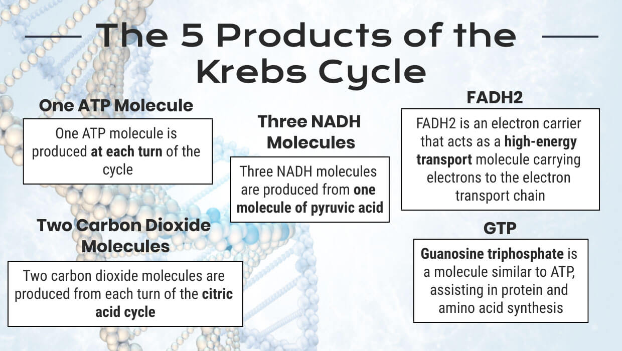 Krebs Cycle Summary: Reactions, Products, Importance, Location